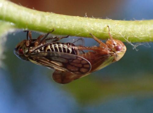 Réf. 303 386 : Oncopsis flavicollis